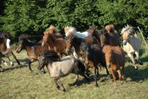 <p>Junghengst-Herde</p>