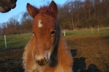lontafohlen-kopf </p>
