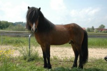 dsc_0158-tindur </p>