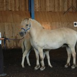 DSC_0293.JPG Fosch Mona