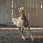 DSC_0311.JPG Fosch Embla