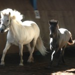 DSC_0340.JPG Fosch Gaefa