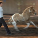 DSC_0379.JPG Fosch Kyndill