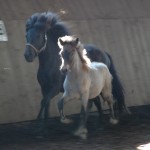 DSC_0392.JPG Fosch Sprengi-Hvellur