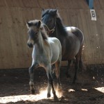 DSC_0406.JPG Fosch Sprengi