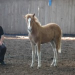 DSC_0440.JPG Fosch Yrpas