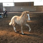 DSC_0453.JPG Fosch Ullin