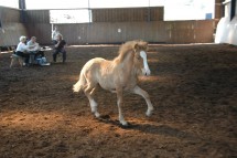 DSC_0453.JPG Fosch Ullin