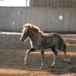 DSC_0468.JPG Fosch Fafnir