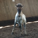 DSC_0489.JPG Fosch Gárun