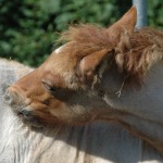 DSC_0491.JPG Fosch Yggdrasill