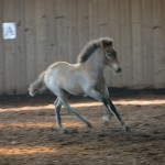 DSC_0520.JPG Fosch Huldumaer