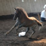 DSC_0538.JPG Fosch Ymir