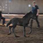 DSC_0553.JPG Fosch Lexia