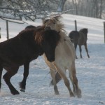 DSC_0153 Skelmir Jakari