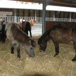 DSC_0186 Wallacheinzug