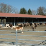 DSC_0190 neuer Laufstall