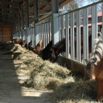 DSC_0193 Futterhalle