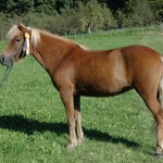 DSC_0348 Stjörnunott