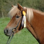 DSC_0349 Stjörnunott