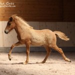 IMG_17378_1_1 Salomon