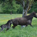 DSC_0585 Hlökk Högni