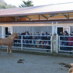 DSC_0024 Stallführung