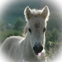 DSC_0332_edited JytteBlümchen kl