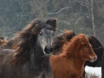 DSC_0495 Galsina Audna