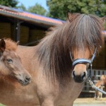 Hrönn und Huldumær