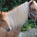 Sólvindur und Stjörnunótt