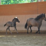 DSC_0958 Hrima Huldumaer