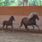 DSC_0984 Solon Stjörnunott