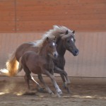 DSC_0993 Solon Stjörnunott