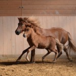 DSC_1110 Audna Artemis