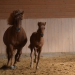 DSC_1115 Audna Artemis