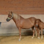 DSC_1146 Audna Artemis