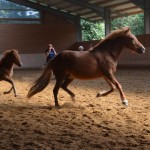 DSC_1162 Pandora Puma