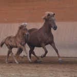 DSC_1168 Puma Pandora