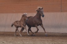 DSC_1168 Puma Pandora