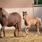 DSC_1181 Puma Pandora