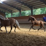 DSC_1298 Saeros Saedis