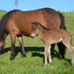 Hamradis und Hreyfing