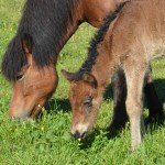 Hamradis und Hreyfing