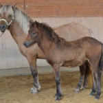 DSC_1336 Saeros Saedis