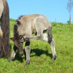 DSC_1357 Pentafohlen