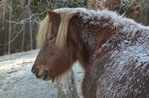 DSC_2713 Stjörnunott