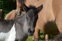 DSC_3673 Kaetifohlen