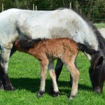 Silfurnótt und Surtsey