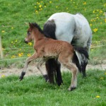 Surtsey und Silfurnótt